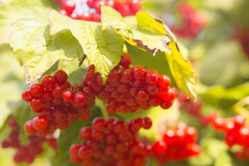 Guelder Rose berries, pretty ornamental plant with bright juicy berries (Viburnum opulus)