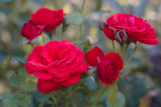 Red roses in Summer garden. Image of a beautiful flowers for a greeting card