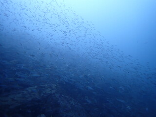 Obraz premium 青い海を泳ぐ沢山の魚の群れ（須江/内浦ビーチ）