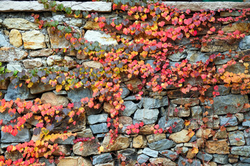 Creeper on a stone wall in Zhuquan village, Yinan County, Linyi City, Shandong province
