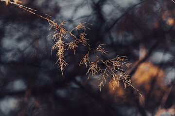 autumn in the forest