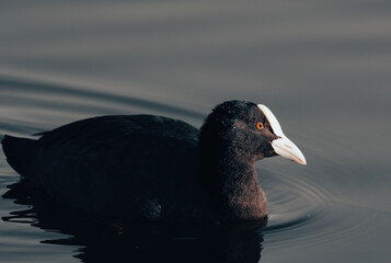 black headed gull