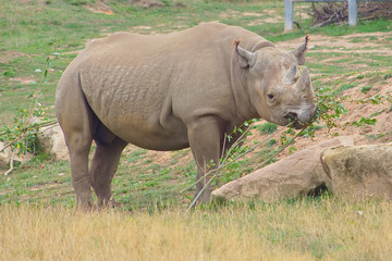 Obraz premium Endangered black rhino eating leaves in it's enclosure looking alert with ears pricked and displaying it's horns and thick skin.
