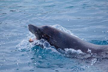 Obraz premium Grey seal swimming and splashing in the cool blue water.