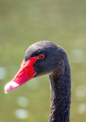 Mysterious Black Swan (Cygnus atratus) in El Retiro Park, Madrid, Spain