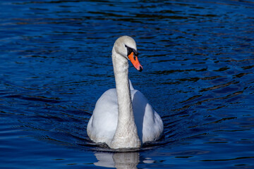 Naklejka premium Majestic White Swan (Cygnus olor) in Dun Laoghaire, Dublin, Ireland