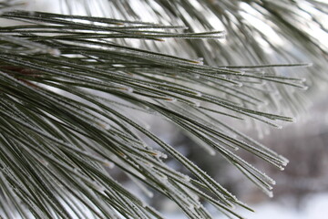 Obraz premium Snow-covered pine needles. Taken in Northern Wisconsin during the winter.