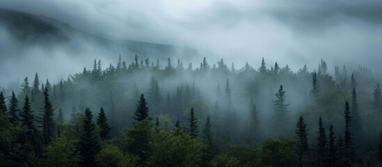 Beauty: A Serene Pine Forest Enveloped in Gray Clouds