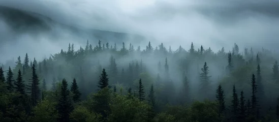 Foto op Plexiglas Mistig bos Beauty: A Serene Pine Forest Enveloped in Gray Clouds