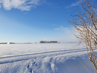 snow covered trees