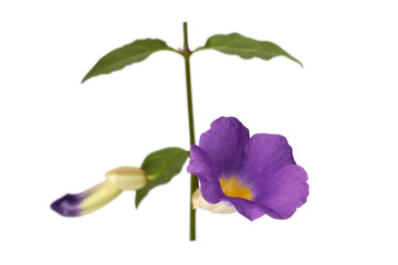 sky fine plant foliage with purple or lavender-blue flower, thunbergia grandiflora, aka clock vine, blue trumpet vine or sky flower, selective focus with isolated on white background