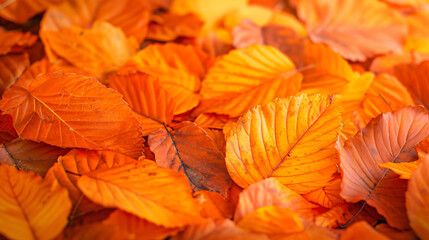 Background Group of Autumn Orange Leaves