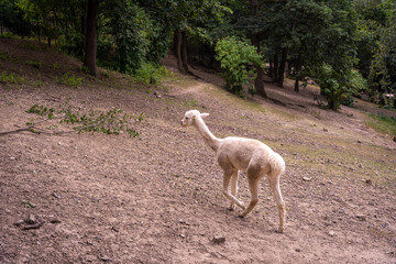 Alpaca walking in the forest, Lama pacos, Zoo Brno