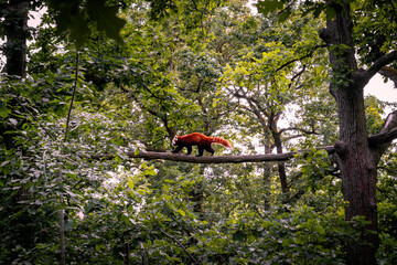 Red panda climbing the treetops in Brno Zoo