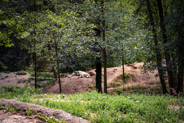 White arctic wolf sleeping in a forest, Zoo Brno