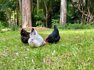 three chickens on the grass