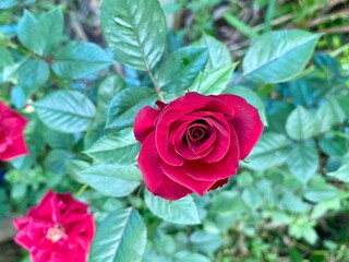 red rose in garden