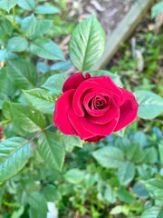 red rose in garden