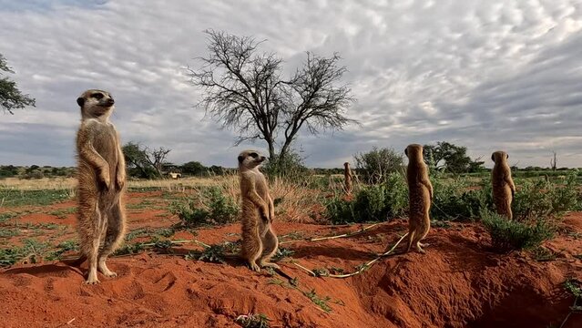 Meerkats basking in the early morning sunshine, scanning the area intensely for danger in Southern Kalahari.