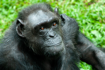 A Chimpanzee or Pan troglodytes
