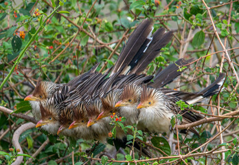 fam&iacute;lia de pass&aacute;rros