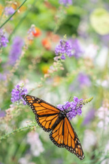 Monarch Butterfly in Garden
