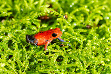 The strawberry poison frog (Oophaga pumilio), La Selva Biological Station, Costa-Rica