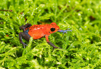 The strawberry poison frog (Oophaga pumilio), La Selva Biological Station, Costa-Rica