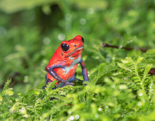 The strawberry poison frog (Oophaga pumilio), La Selva Biological Station, Costa-Rica