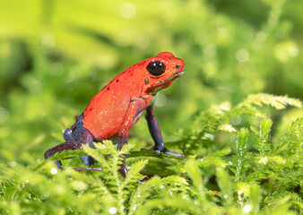 Fototapeta premium The strawberry poison frog (Oophaga pumilio), La Selva Biological Station, Costa-Rica
