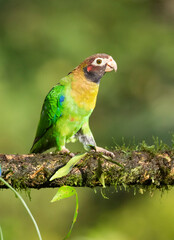 Brown-hooded Parrot (Pyrilia haematotis) at La Laguna del Lagarto Lodge, Boca Tapada, San Carlos, Costa Rica