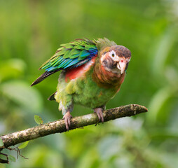 Brown-hooded Parrot (Pyrilia haematotis) at La Laguna del Lagarto Lodge, Boca Tapada, San Carlos, Costa Rica
