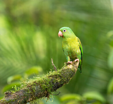 Orange-chinned parakeet (Brotogeris jugularis) perched on the tree branch, Boco Tapada, Costa Rica