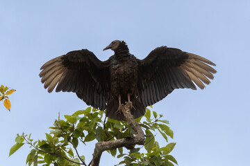 Black vulture (Coragyps atratus) with spread wings at La Laguna del Lagarto Lodge, Boca Tapada, San Carlos, Costa Rica