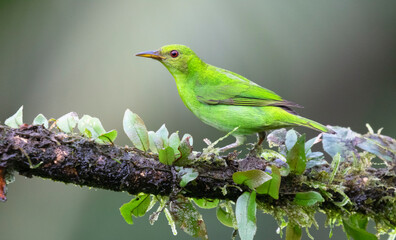 Green honeycreeper (Chlorophanes spiza) female, Laguna del Lagarto Eco Lodge, Boca Tapada, Alajuela, Costa Rica