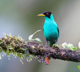 Green honeycreeper (Chlorophanes spiza) male, Laguna del Lagarto Eco Lodge, Boca Tapada, Alajuela, Costa Rica