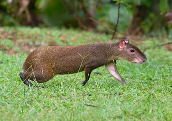 Central American agouti (Dasyprocta punctata) at Costa Rica