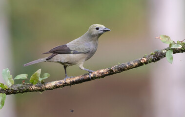 Palm Tanager (Thraupis palmarum) perched on a branch, Costa Rica.