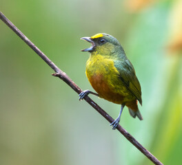 Female Olive-backed Euphonia (Euphonia gouldi) at La Laguna del Lagarto Lodge, Boca Tapada, San Carlos, Costa Rica