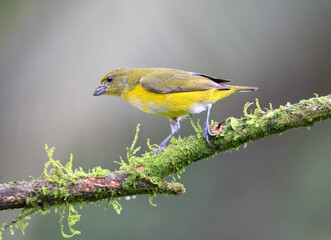 Female  Yellow-throated  Euphonia (Euphonia hirundinacea) at La Laguna del Lagarto Lodge, Boca Tapada, San Carlos, Costa Rica
