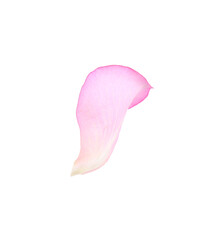 Tender pink rose petal isolated on white