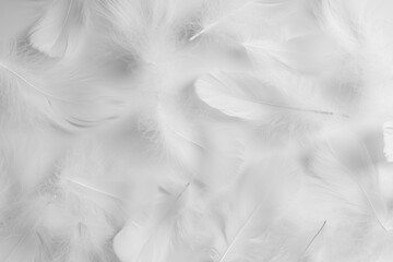 Beautiful fluffy bird feathers on white background, flat lay