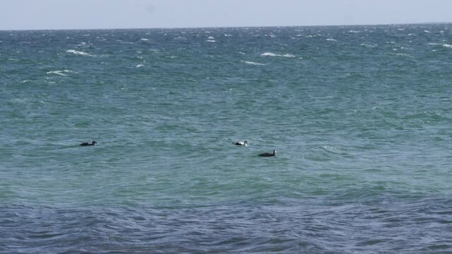 Grebes float on the waves of the North Sea.