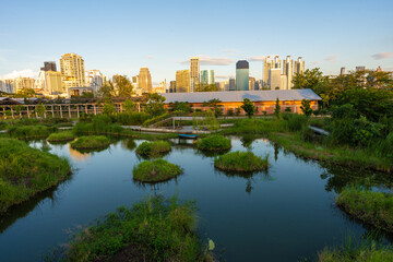 Tropical forest park swamp garden in city public park with office building Benchakitti park