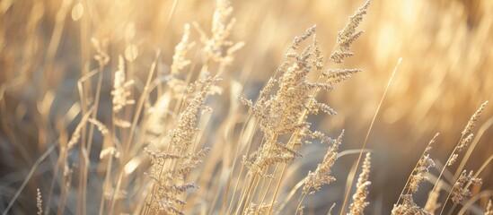 Fototapeta premium Dry Spikelets Gracefully Adorn the Dry Grass, Creating a Display of Dry Spikelets among the Crisp, Rustling Dry Grass