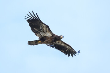 Obraz premium Immature bald eagle isolated against clear blue sky with wings spread