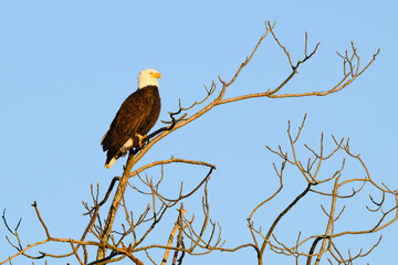 Adult american bald eagle standing in tree top in warm light of sunset