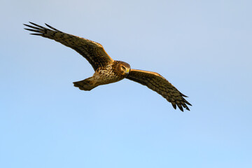 Brown northern harrier raptor in flight with wings extended