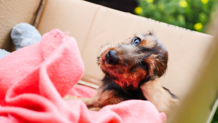 little wire-haired dachshund puppy outdoors. Dog portrait. Cute animals, close-up view
