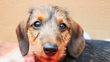 little wire-haired dachshund puppy looks straight ahead, beautiful dog eyes. Dog portrait. Cute...